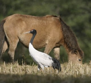 Black Necked Crane Festival